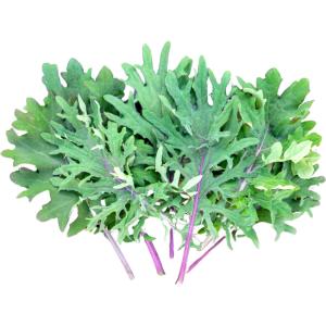 Red Russian Kale