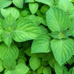 Shiso Leaves Perilla