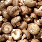 Shitake Mushroom