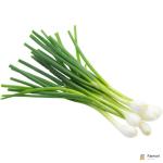 Spring Onion