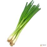 Spring Onion