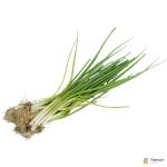 Spring Onion