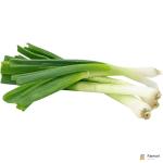 Spring Onion