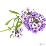 Sweet Alyssum Purple Edible Flowers