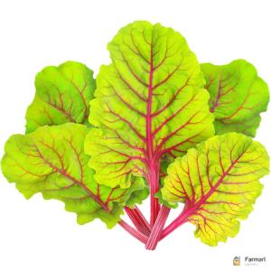 Swiss Chard Red Chard