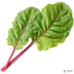 Swiss Chard Ruby Chard