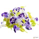 Red Apricot fresh crops by Gilgit Baltistan