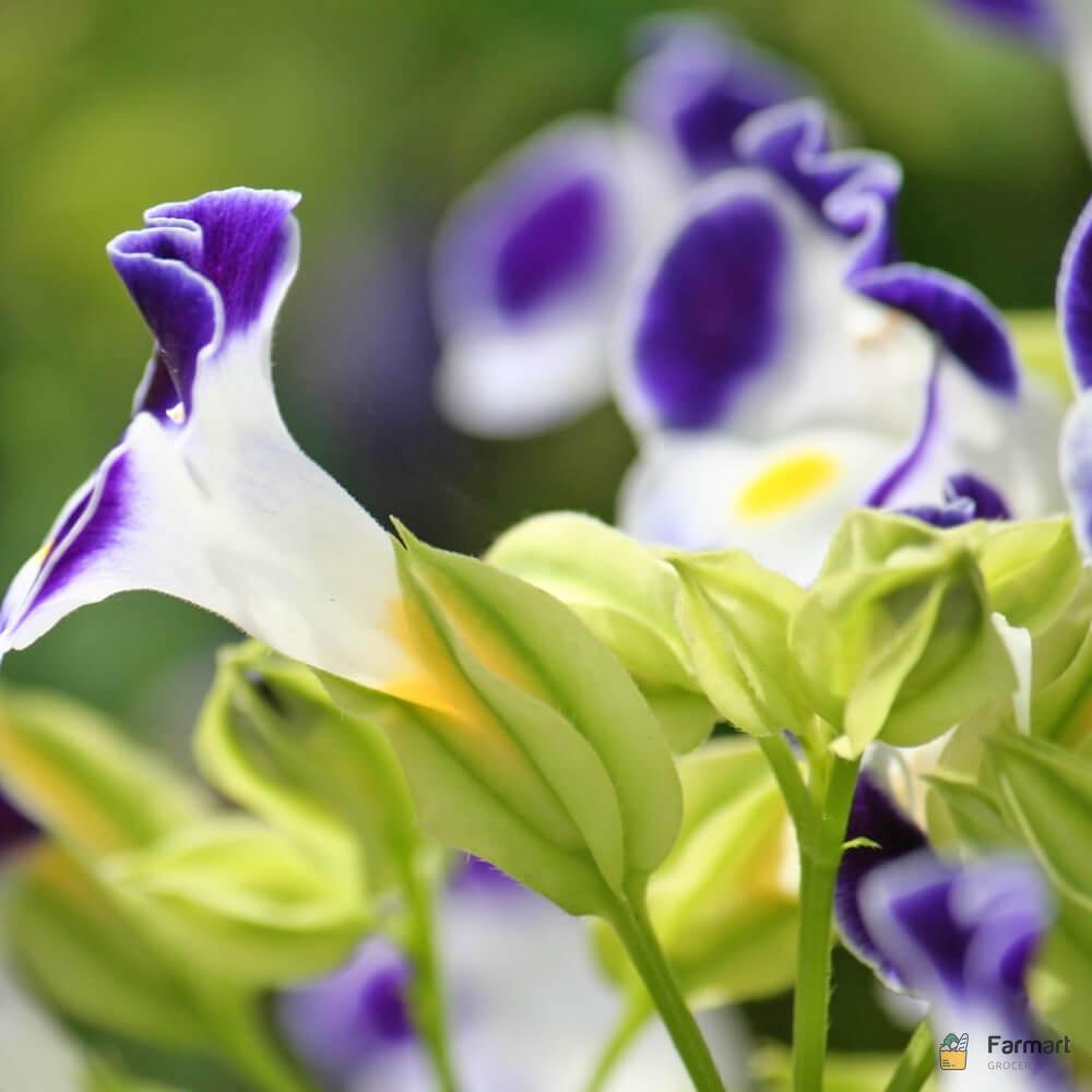 Red Apricot fresh crops by Gilgit Baltistan