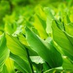 Turmeric Leaves