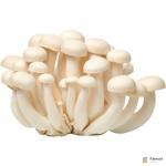 White Shimeji Mushroom
