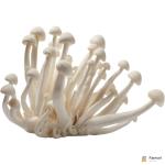 White Shimeji Mushroom