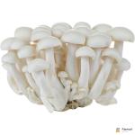 White Shimeji Mushroom