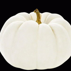 White Pie Pumpkin