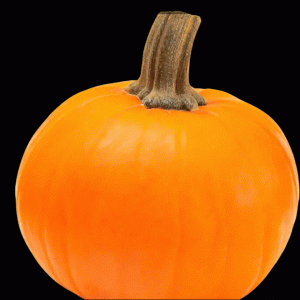 Wee-be-little Pumpkin
