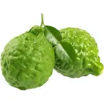 Kaffir Lime
