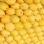 Mango Namdokmai
