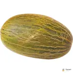 Piel De Sapo Melon