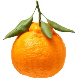 Ugly Mandarin with Leaves