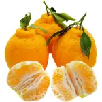 Ugly Mandarin with Leaves