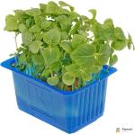Atsina Cress (Lemon Balm Cress)