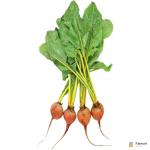 Baby Beetroot Golden