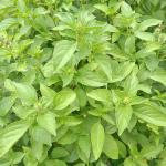 Basil Sweet Thailand