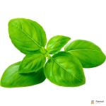 Basil