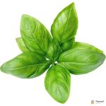 Basil
