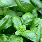 Basil