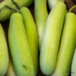 Bottle Gourd