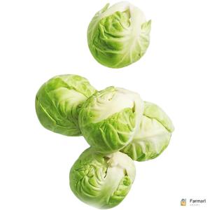 Brussels Sprout Holland