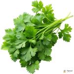 Chervil