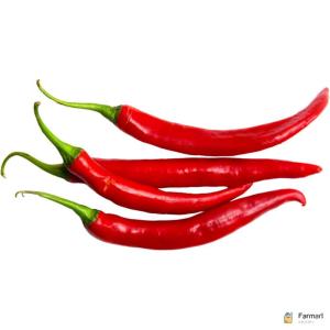 Chili Red Long