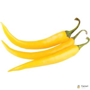 Chilli Yellow Long