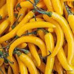 Chilli Yellow Long