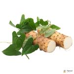 Chinese Yam