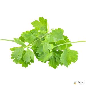 Coriander - Cilantro