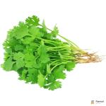 Coriander - Cilantro