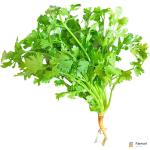 Coriander - Cilantro
