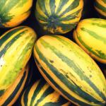 Cucumber Yellow Vellari