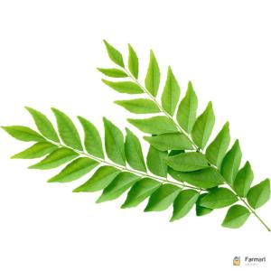 Curry Leaves