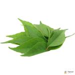 Curry Leaves