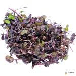 Daikon Red – Microgreen Cut