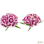 Dianthus Flower