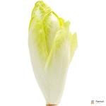 Endive White