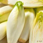 Endive White