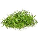 Fennel – Microgreen Cut