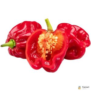 Habanero Chilli Red