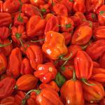 Habanero Chilli Red