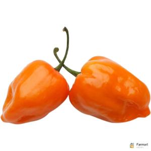 Habanero Chilli Yellow